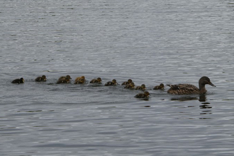 Duck leading brood of ducklings across a lake at Whisby Nature Park