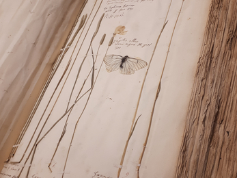 Herbarium of Rev Adam Buddle