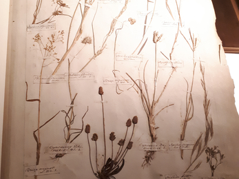 Herbarium page of plants collected in Madeira