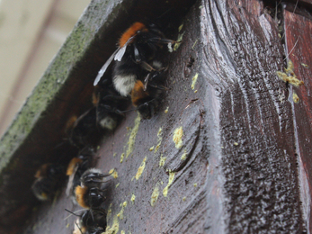 Tree bumblebees in nest box