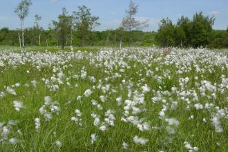 Cottongrass at Moor Farm