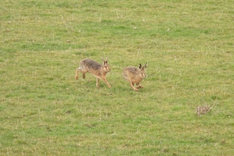Brown hares on Anderby Marsh (c) Garry Wright