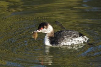 Slavonian grebe with a small fish 
