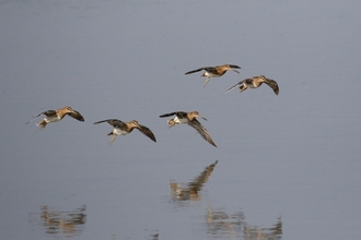 Flock of five snipe flying above water (c) Garry Wright