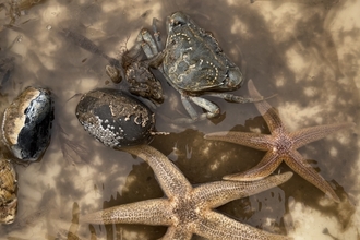 Marine life found while sea dipping at Gibraltar Point on 31 July 2023