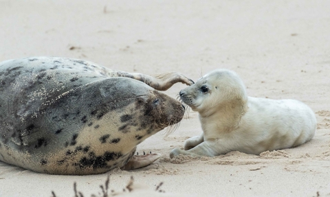 Grey seal