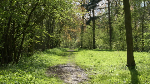 Rigsby Wood