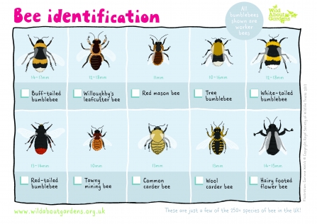 Bee identification guide