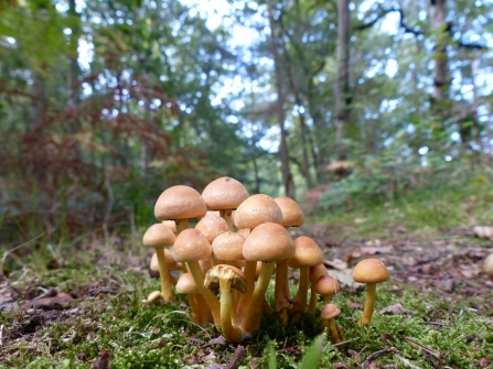 Fungi Linwood Warren