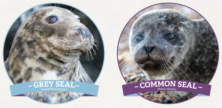 Grey seal vs common seal