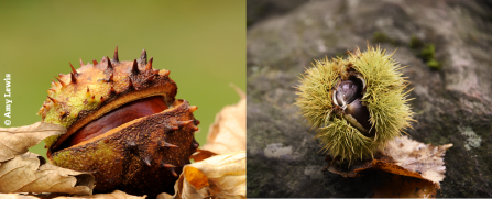 Conker or chestnut