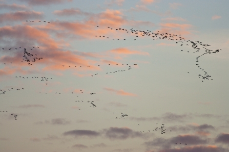 Pink-footed geese at sunrise