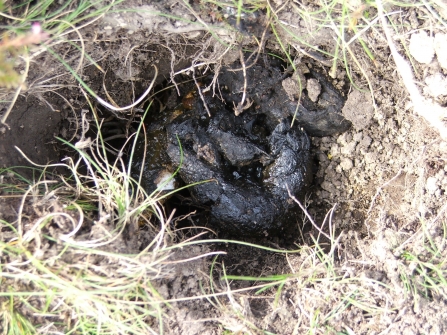 Badger dung pit