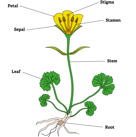LoveLincsPlants flower diagram with answers - Lincolnshire Wildlife Trust
