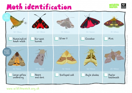 Moth identification - Wildlife Watch