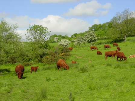 Cattle grazing Sow Dale nature reserve