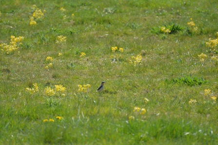 Wheatear amongst cowslips at Gibraltar Point (Jim Shaw)