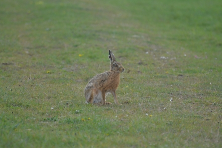 Brown hare at Gibraltar Point (Jim Shaw)