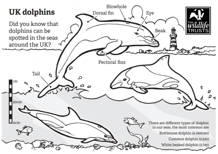 Dolphins colouring sheet