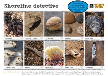 Shoreline detective
