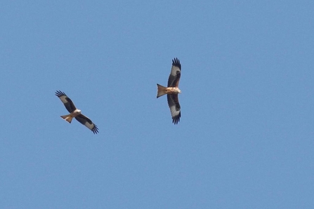 Two red kites in flight (c) Garry Wright