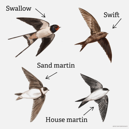 Swift, swallow, martin graphic