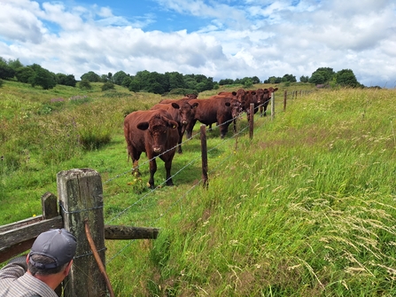 Lincoln red cattle at the fence