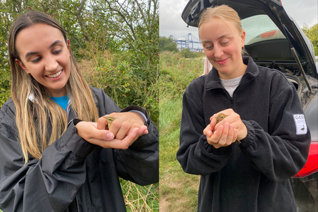 Bird ringing at Trimley Marshes nature reserve, Suffolk