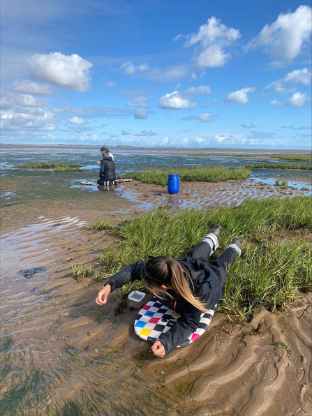 seagrass seed collecting