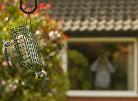 Garden bird feeder