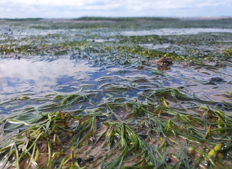 Seagrass in estuary (c) Finn Varley