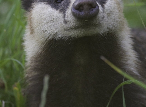 European badger (Meles meles) adult sniffs the air amongst long grass