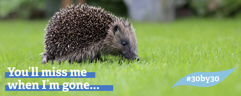 3030 Hedgehog