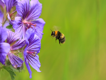 Bumblebee