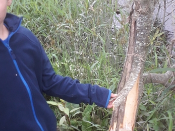 Jack with evidence of beaver activity