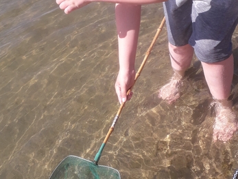 Dipping for jellyfish