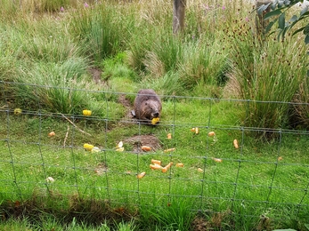 Beaver