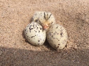 Little tern eggs and chick (c) Richard Doan