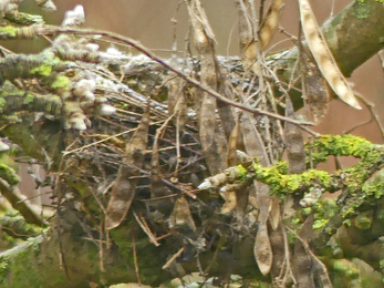 Goldfinch nest (c) Caroline Steel