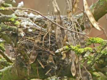 Goldfinch nest (c) Caroline Steel
