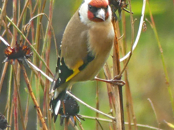 Goldfinch (c) Caroline Steel