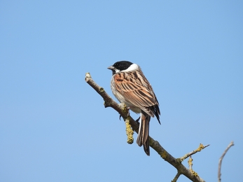 Reed bunting (c) Garry Wright