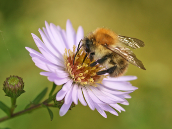 Common carder bee