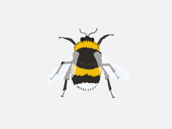 White-tailed bumblebee