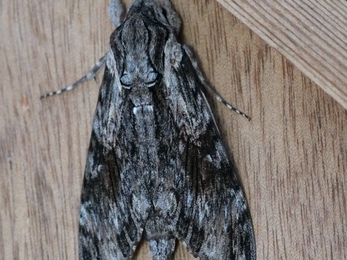 Convolvulus hawkmoth (c) Dick Lorand