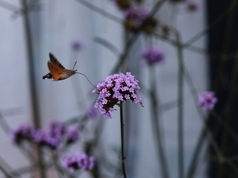 Hummingbird hawkmoth (c) Garry Wright