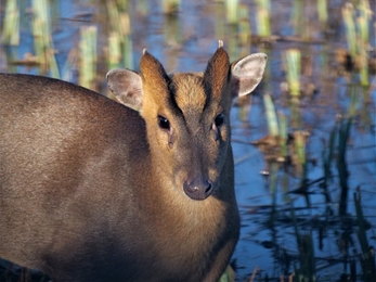 Muntjac deer (c) Dick Lorand