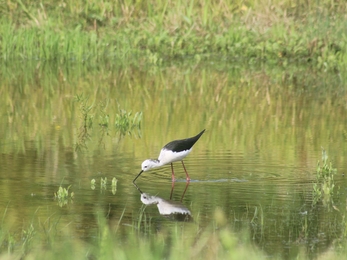 Black-winged stilt