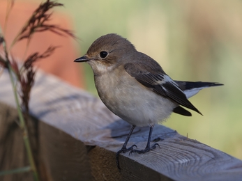 Pied flycatcher (Garry Wright)