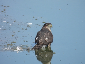 Sparrowhawk standing in water (c) Garry Wright